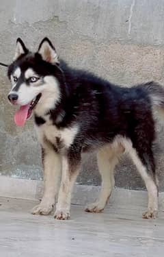 Siberian Husky | Dog for sale | Husky dog | Puppy | 03321718405