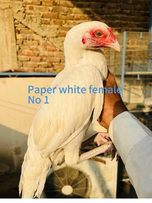 Aseel Heera females or cheena pair available 0