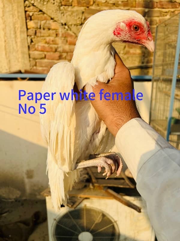 Aseel Heera females or cheena pair available 4