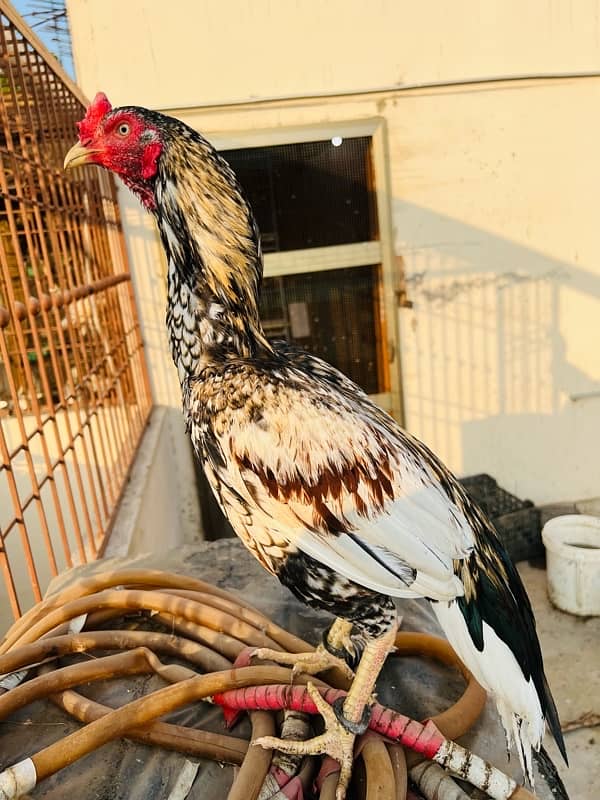 Aseel Heera females or cheena pair available 6