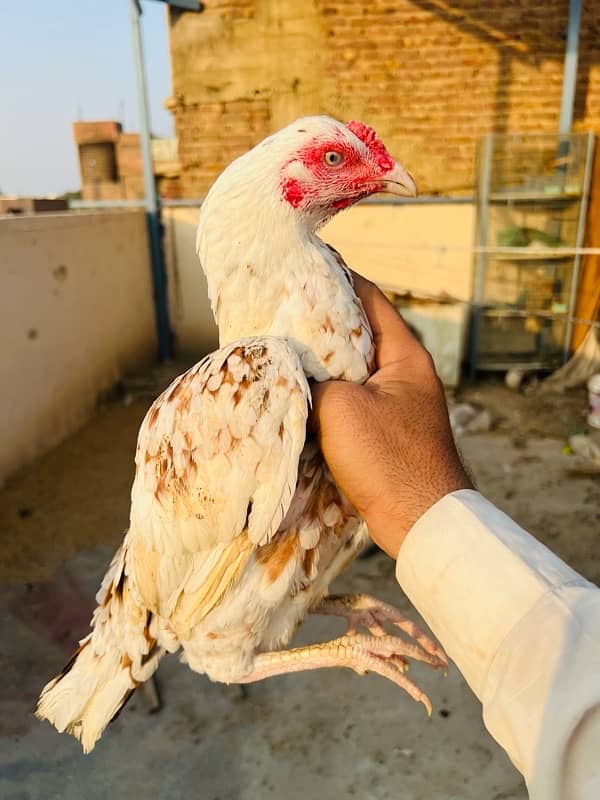 Aseel Heera females or cheena pair available 7