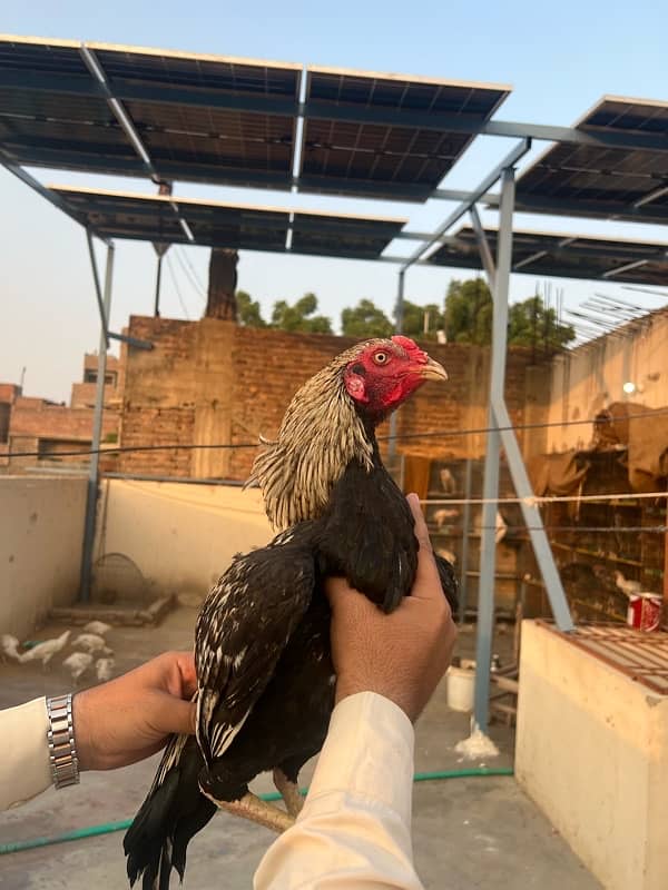 Aseel Heera females or cheena pair available 8