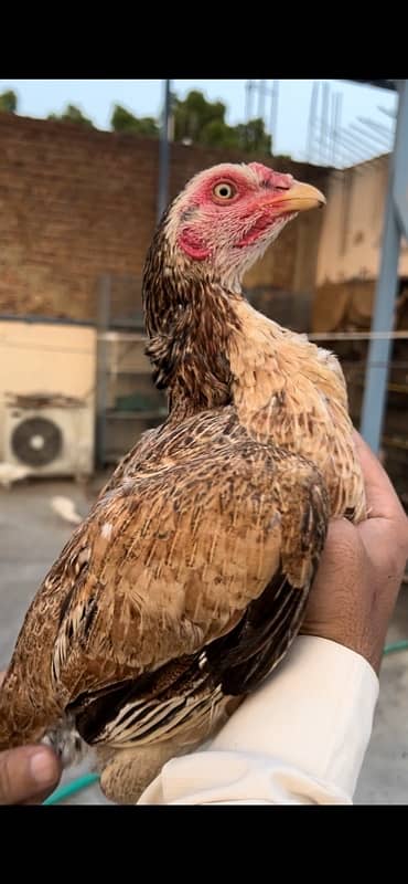 Aseel Heera females or cheena pair available 9