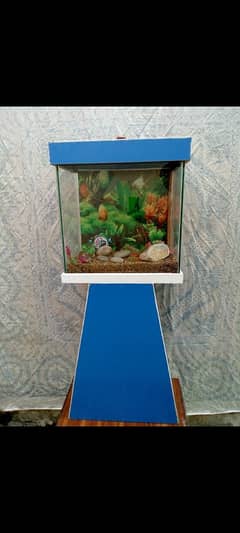 blue wooden aquarium.