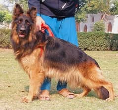 German Shepherd  | Long Coat Dog| gsd | dog for sale