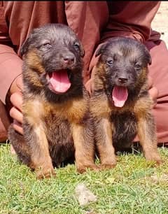 German shepherd puppies / puppy / german shepherd / 03188834800