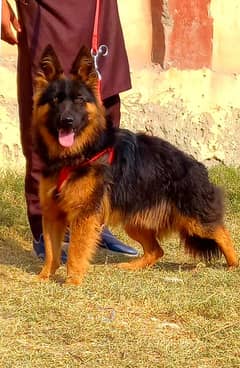 German Shepherd | Long Coat Dog| gsd | dog for sale