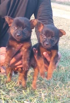 German shepherd puppies  / german shepherd dog  / 03188834800