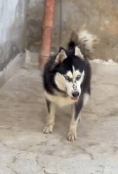 Siberian Husky | Dog for sale | Husky dog | Puppy | 03321718405