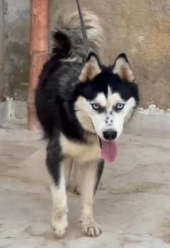 Siberian Husky | Dog for sale | Husky dog | Puppy | 03321718405