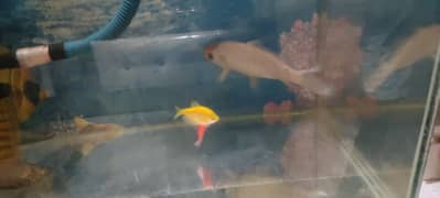 Aquarium + Fishes for sale