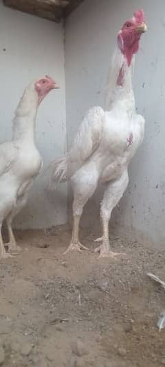 White Shamo chicks 3150449182