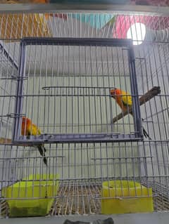 Suncore Breeder Pair