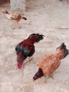 pure aseel hens home breed 2 female one male