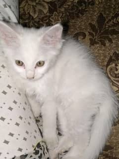 Persian cat 3 months old