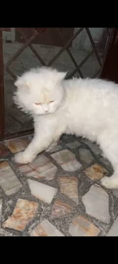 Persian male cat