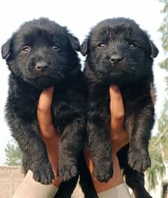 German shepherd puppies / black Shepherd pair