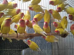 Common Lutino Adult / lutino fisher /breeder pairs /common lovebirds