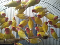 Common Lutino Adult / lutino fisher /breeder pairs /common lovebirds