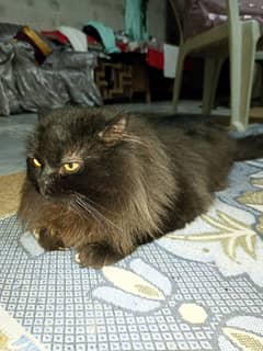 Cat male black color for sale