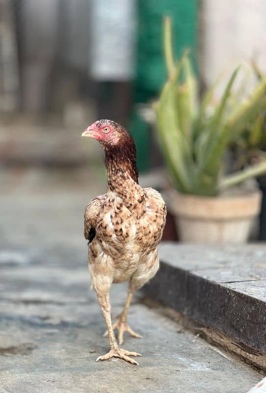 Aseel Thai /  aseel hens / Thai Pakoy  /  mianwali 3