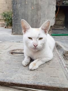 white cat