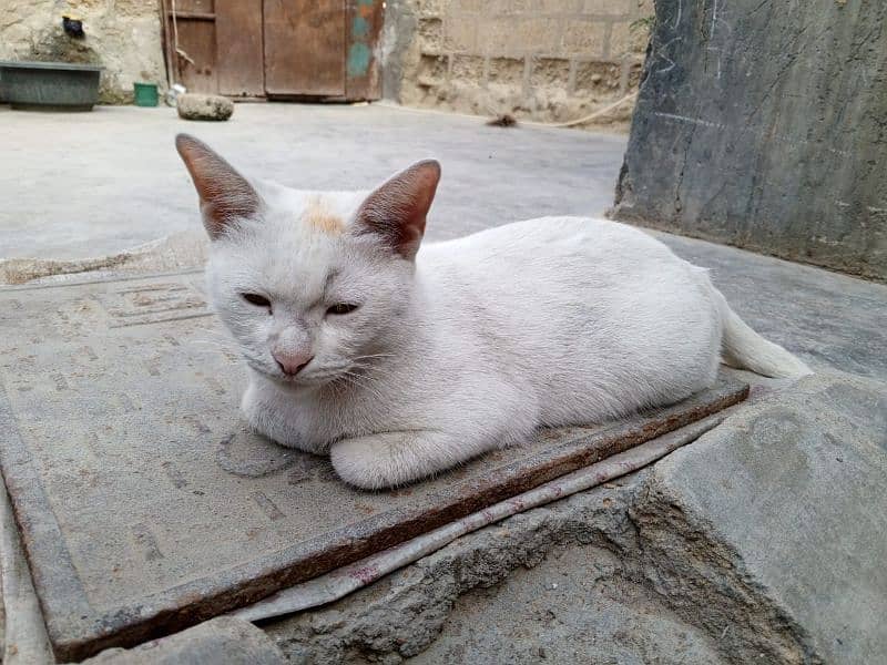 white cat 1