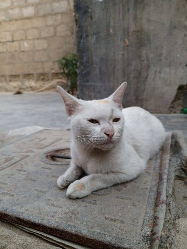 white cat 2