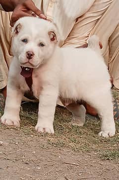 king alabai dabal hadi full havey bone stature male for sale