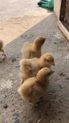 Golden Heavy Chicks