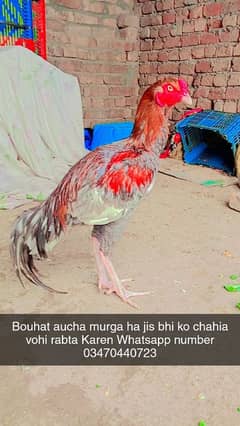 mashallah bahut khubsurat color ma aseel bird ha