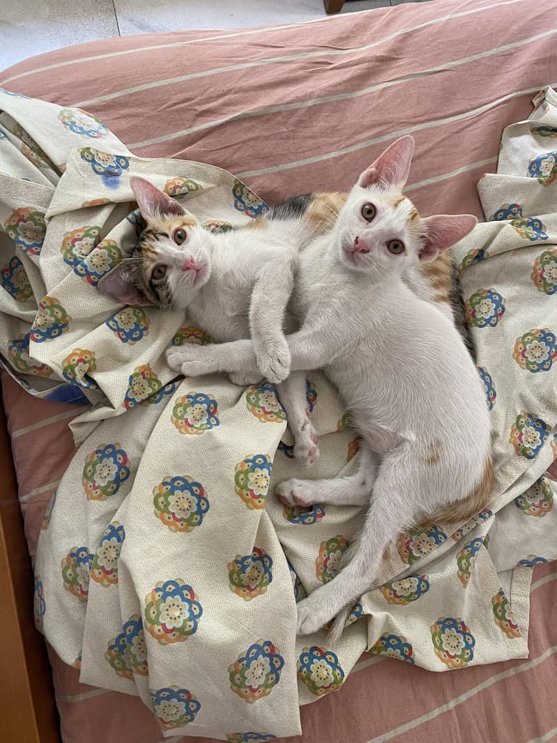 3 adorable kittens looking for a forever home 0