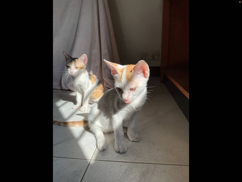 3 adorable kittens looking for a forever home 4