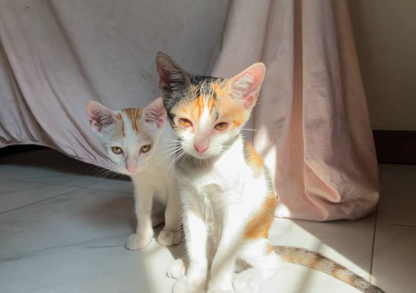 3 adorable kittens looking for a forever home 5