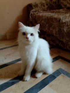 pure persian blue eyes cat for sale