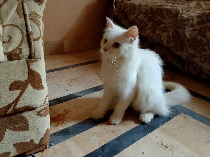 pure persian blue eyes cat for sale 1