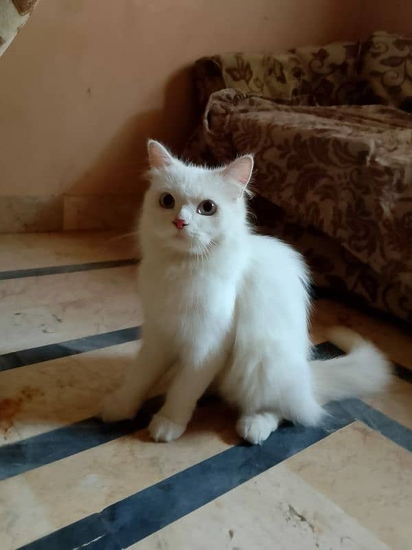 pure persian blue eyes cat for sale 2