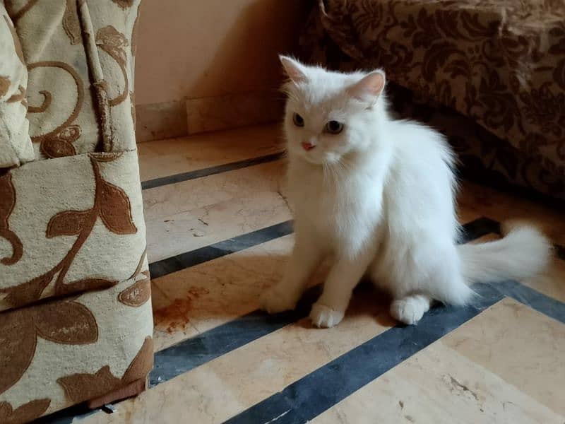 pure persian blue eyes cat for sale 3