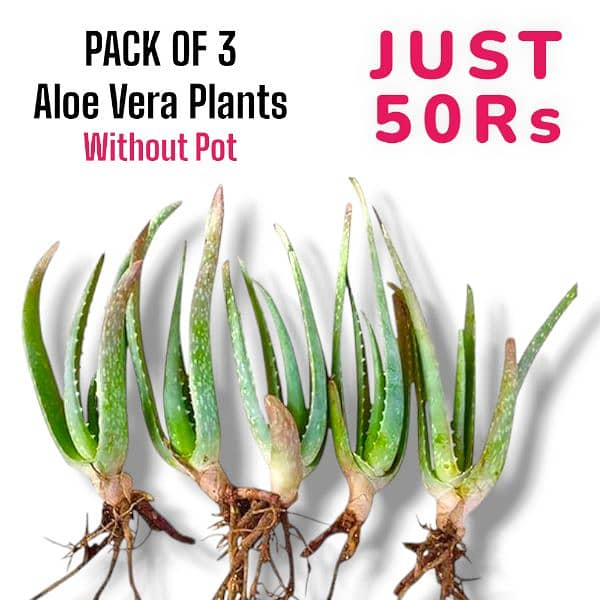 aloe vera plants Pack of 3 0