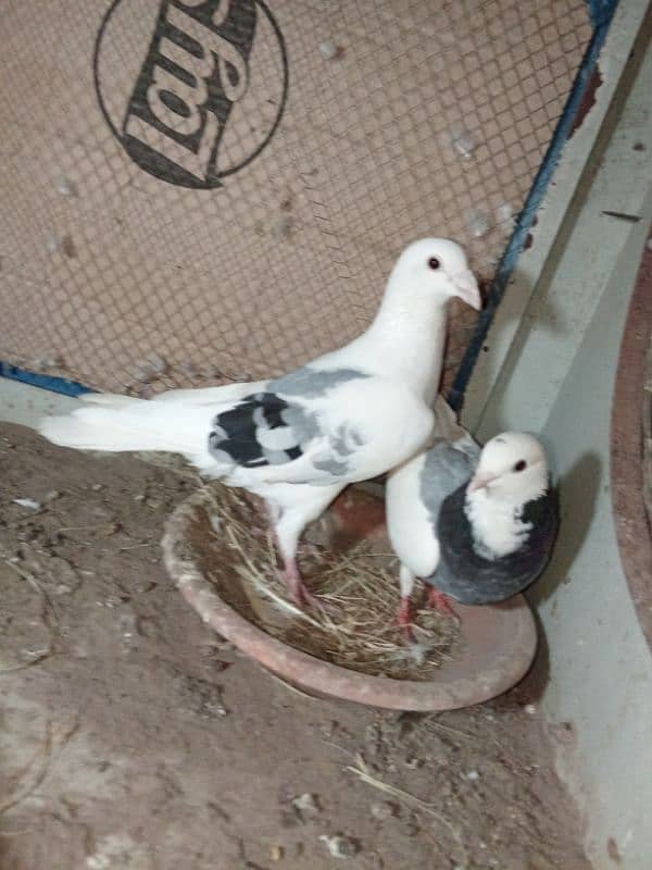 kasid breeder pair for sale 0