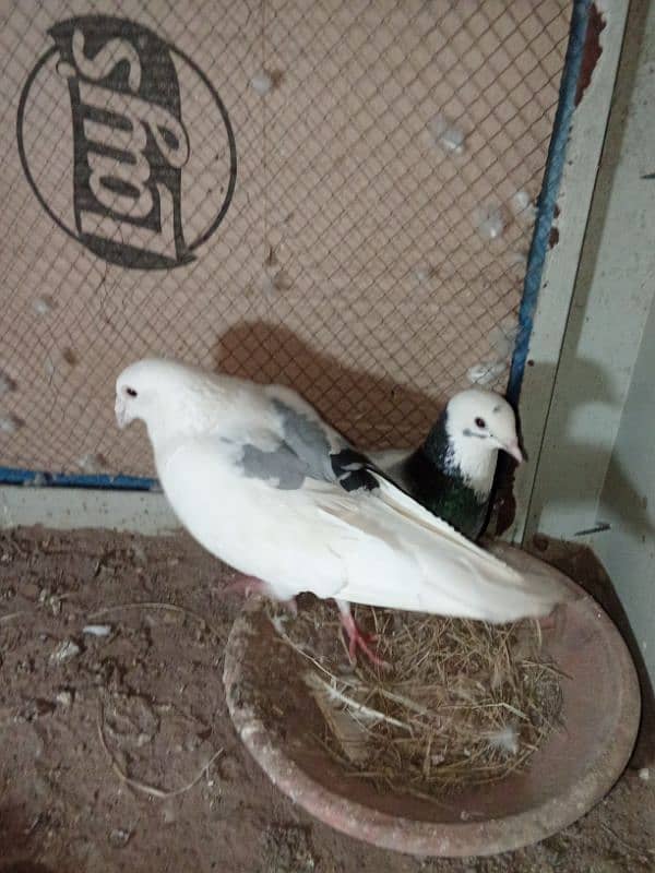 kasid breeder pair for sale 1