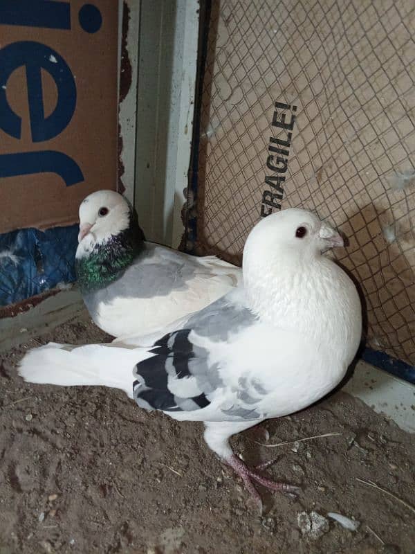 kasid breeder pair for sale 3