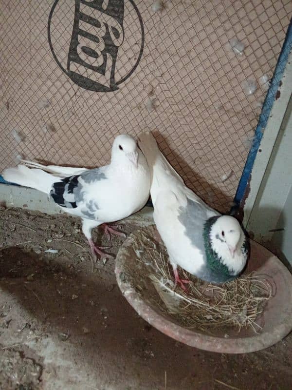 kasid breeder pair for sale 4