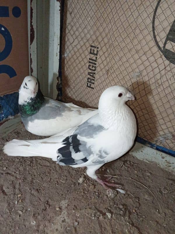 kasid breeder pair for sale 5