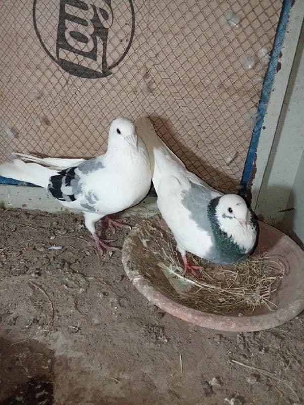 kasid breeder pair for sale 7