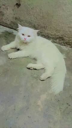 Triple Coat Pure Persian Cat