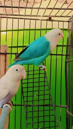 love birds pair