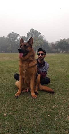 pure german shepherd  available for breed