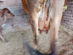 sahiwal jersey cross cow