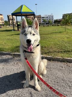 Husky Puppy for Sale